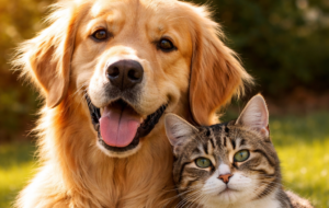 Alimentos prohibidos para perros y gatos: lista completa y riesgos para su salud