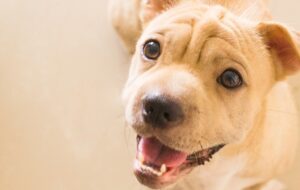 Estrés y ansiedad en perros y gatos: señales y cómo ayudarlos